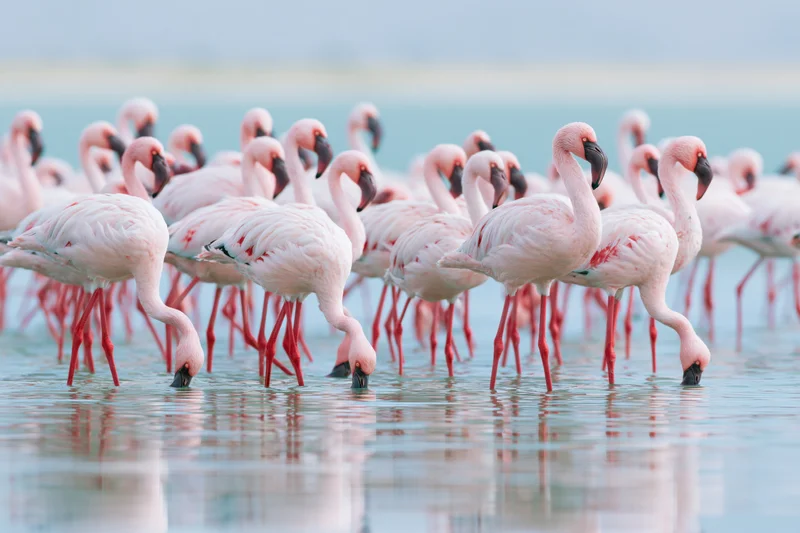 Flock of lesser flamingos wading in shallow salt lake water