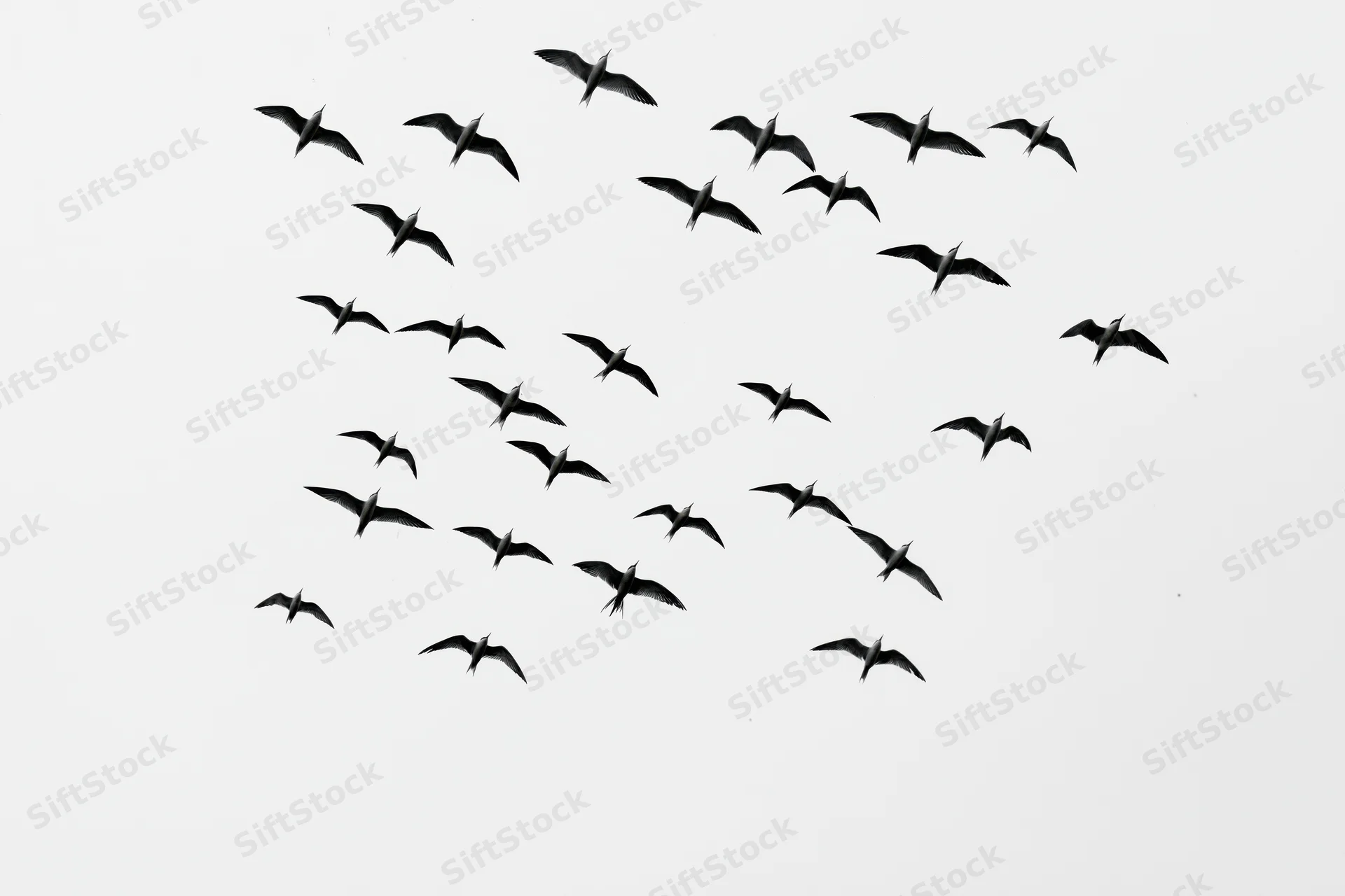 Flock of birds in flight against a pale sky
