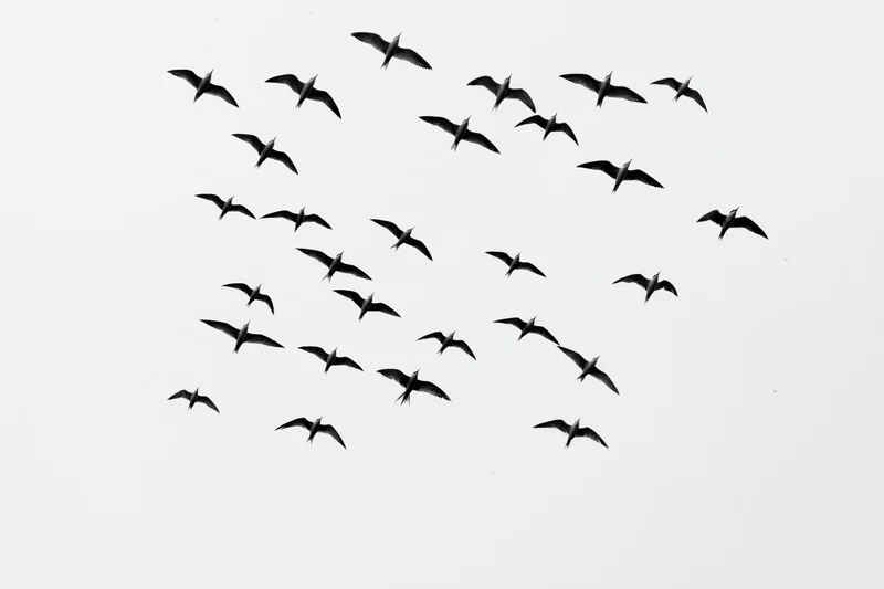 Flock of birds in flight against a pale sky