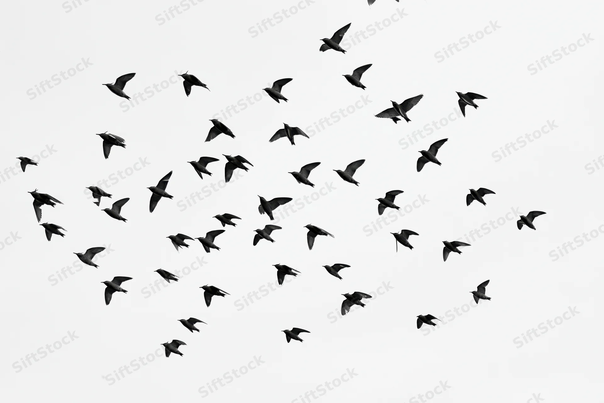 Flock of birds in mid-flight scattered across the sky