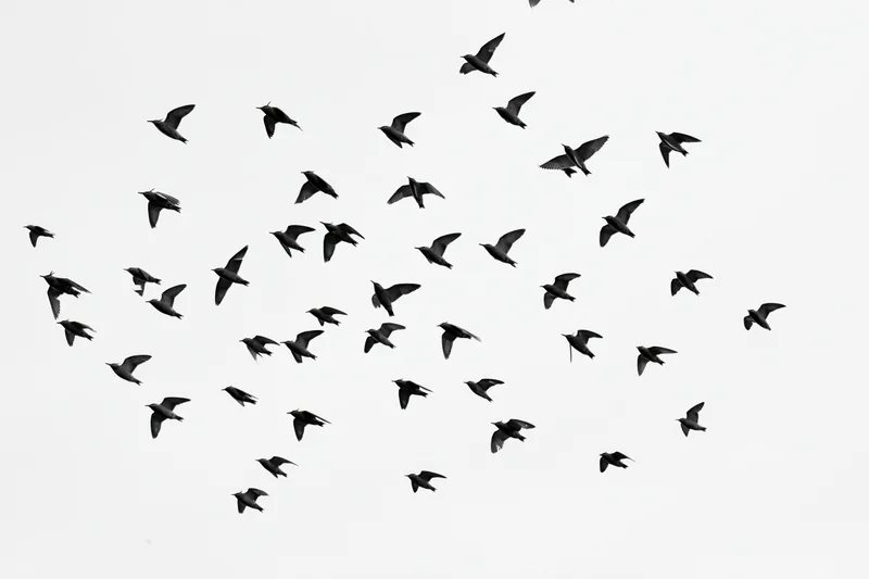 Flock of birds in mid-flight scattered across the sky
