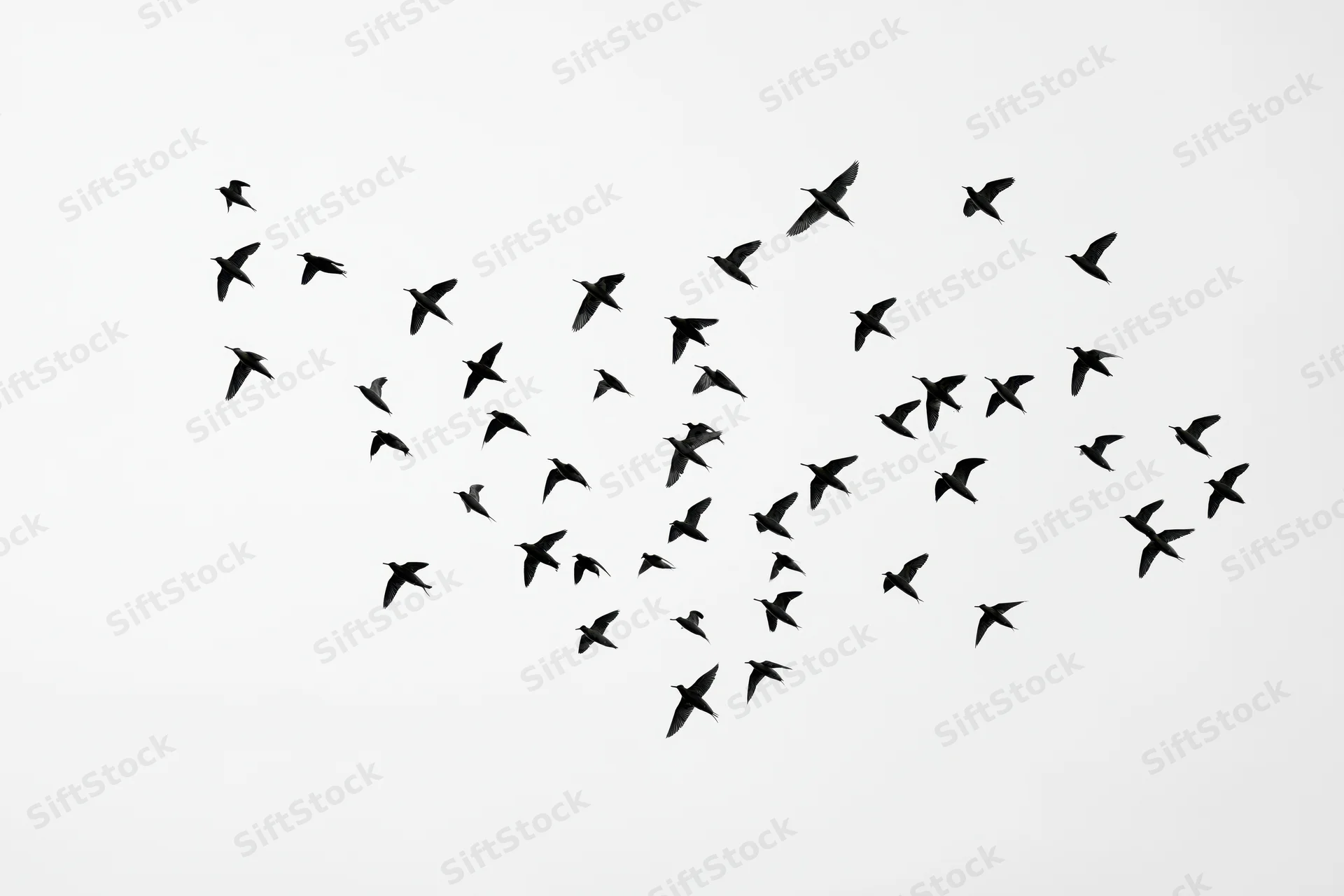 Flock of birds in mid-flight forming a scattered pattern against a white sky