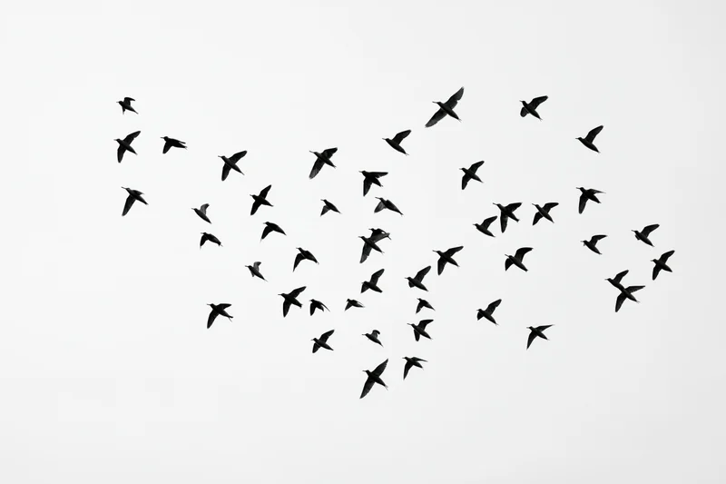 Flock of birds in mid-flight forming a scattered pattern against a white sky