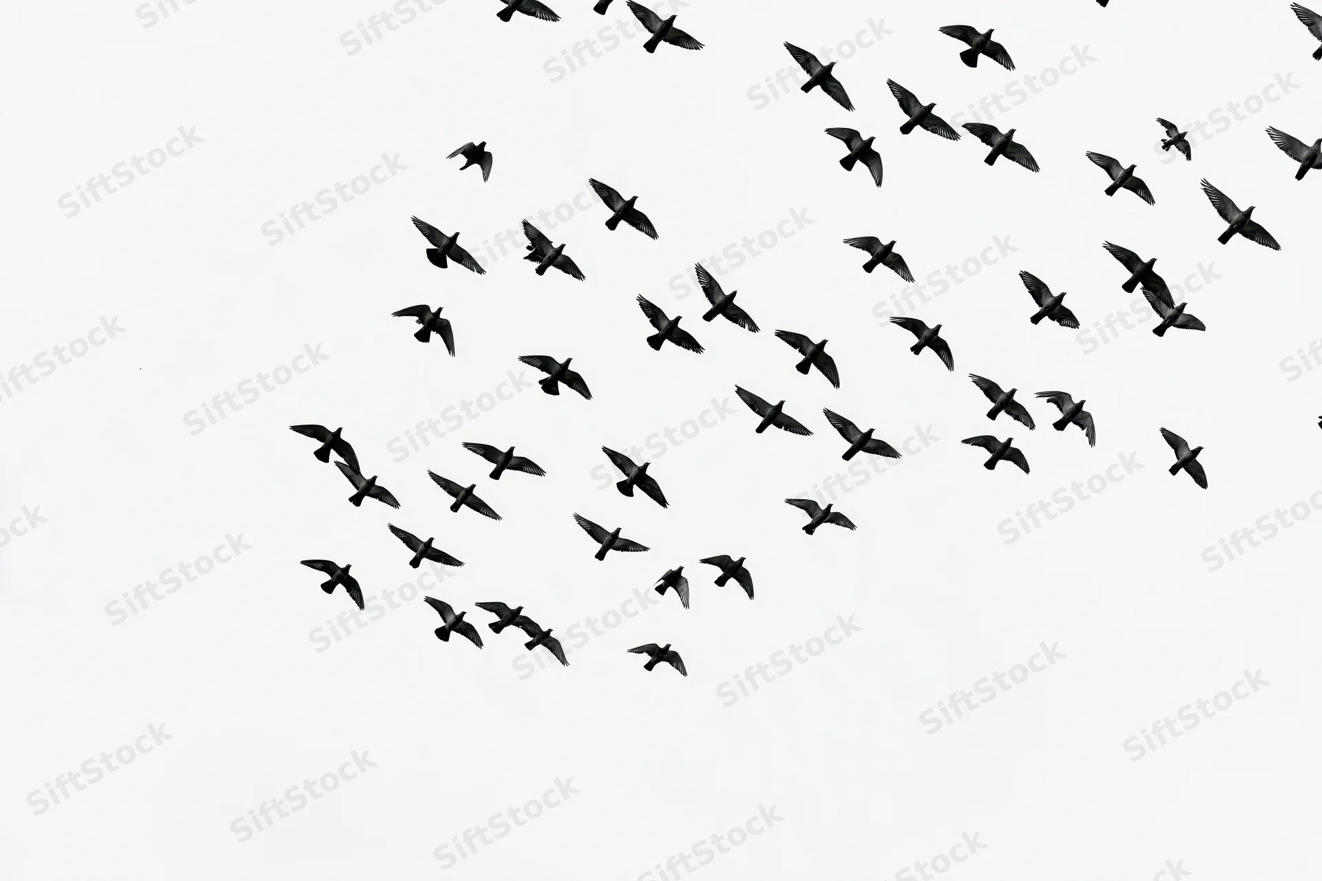 Flock of birds in mid-flight against a white sky