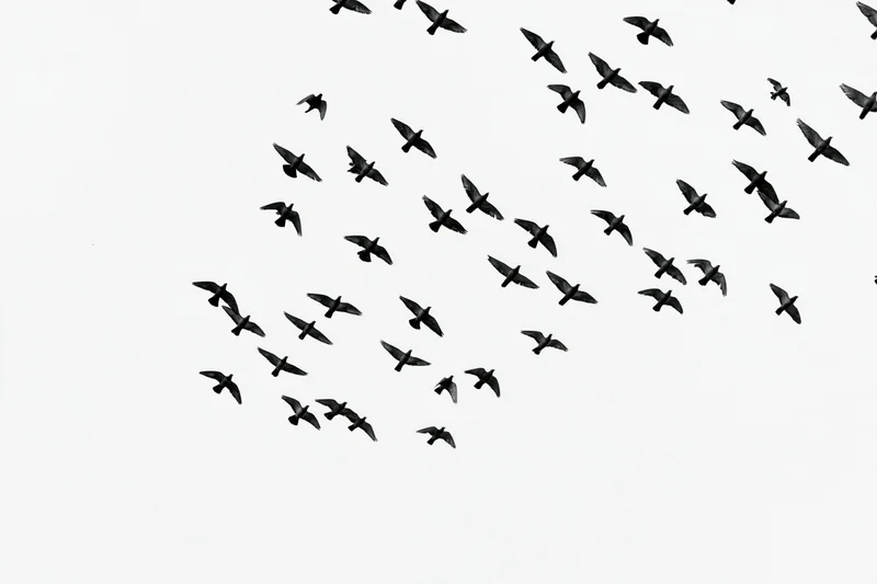 Flock of birds in mid-flight against a white sky