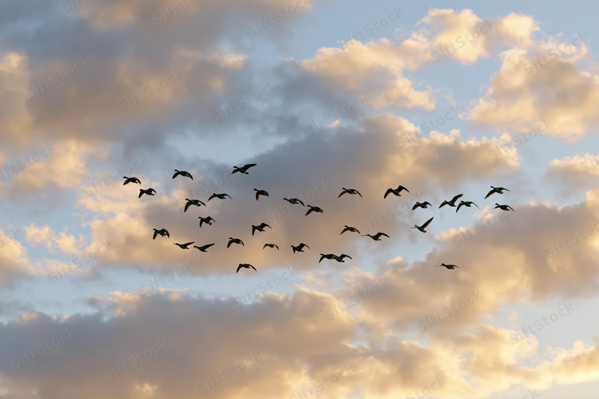 Flock of birds in silhouette flying across a cloudy sky at sunset