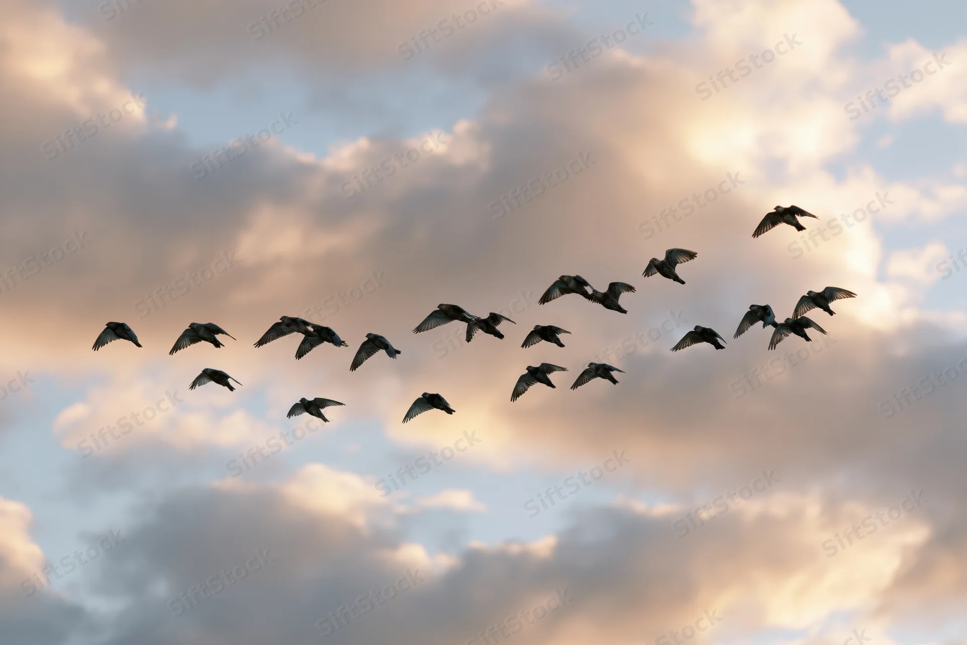 Flock of birds in silhouette flying across a cloudy sky at sunset