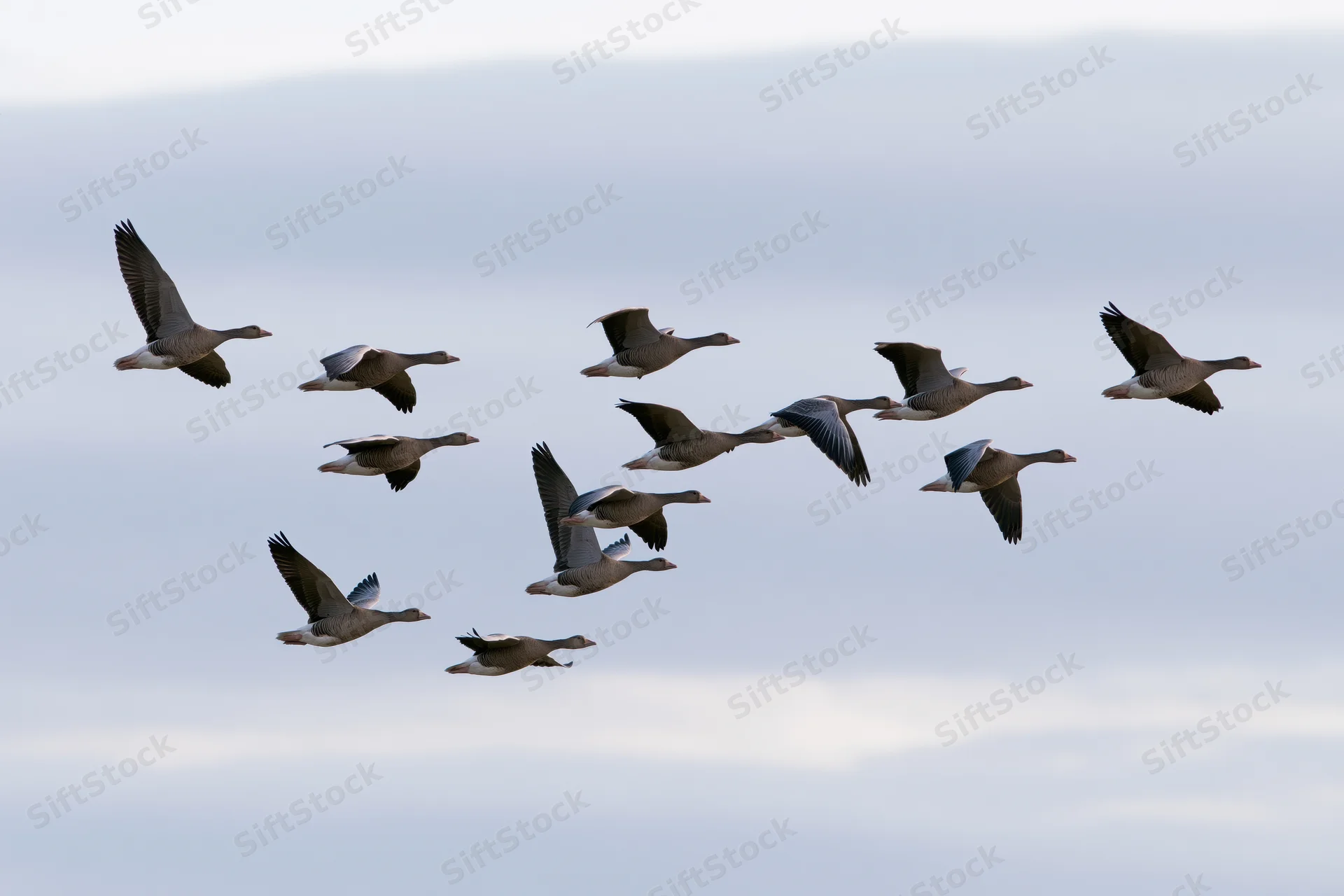 Flock of greylag geese flying in loose v-formation against overcast sky