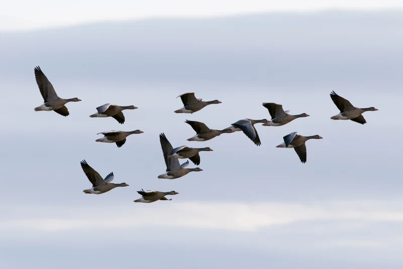Flock of greylag geese flying in loose v-formation against overcast sky