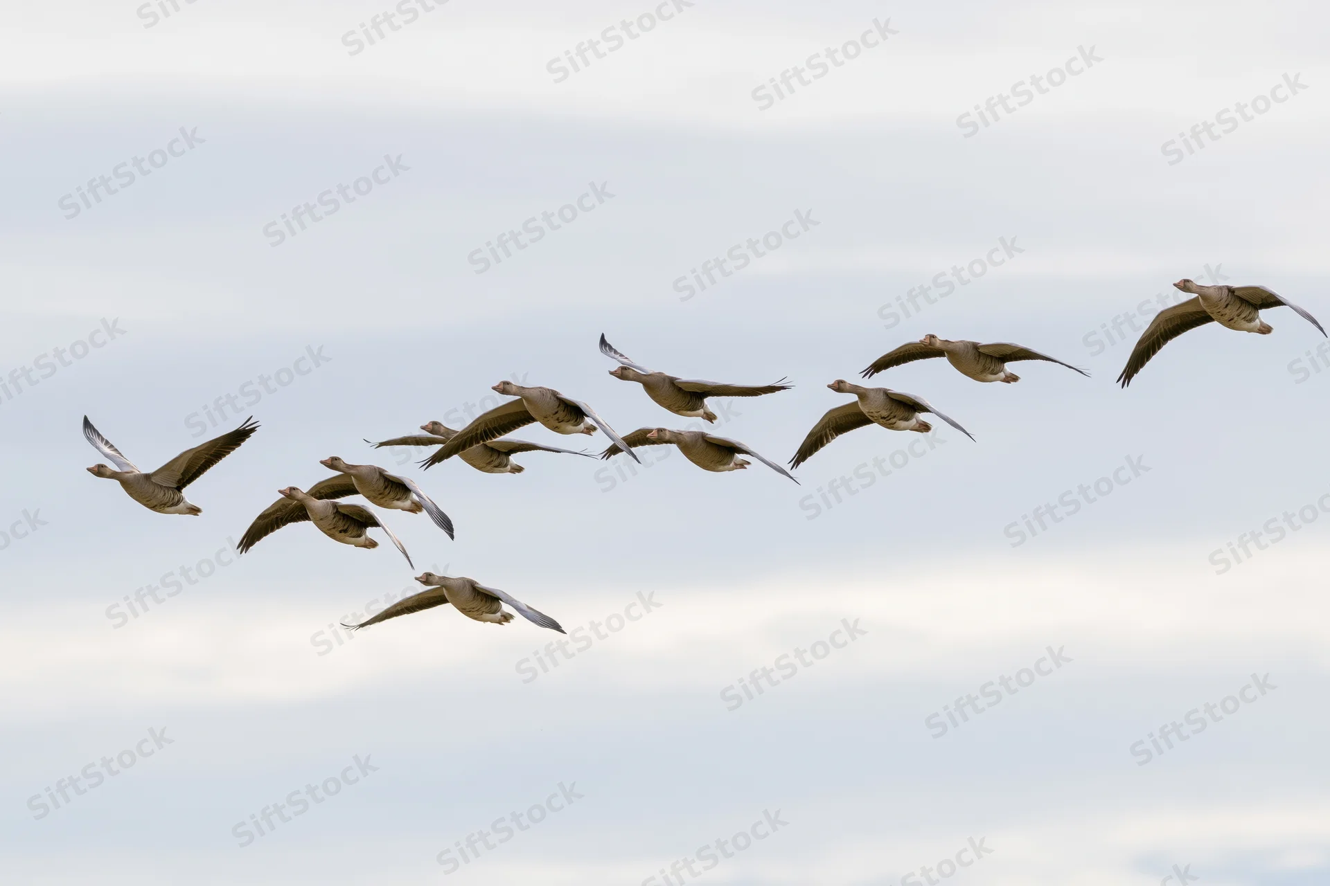Flock of greylag geese flying in loose v-formation against overcast sky