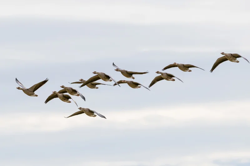 Flock of greylag geese flying in loose v-formation against overcast sky