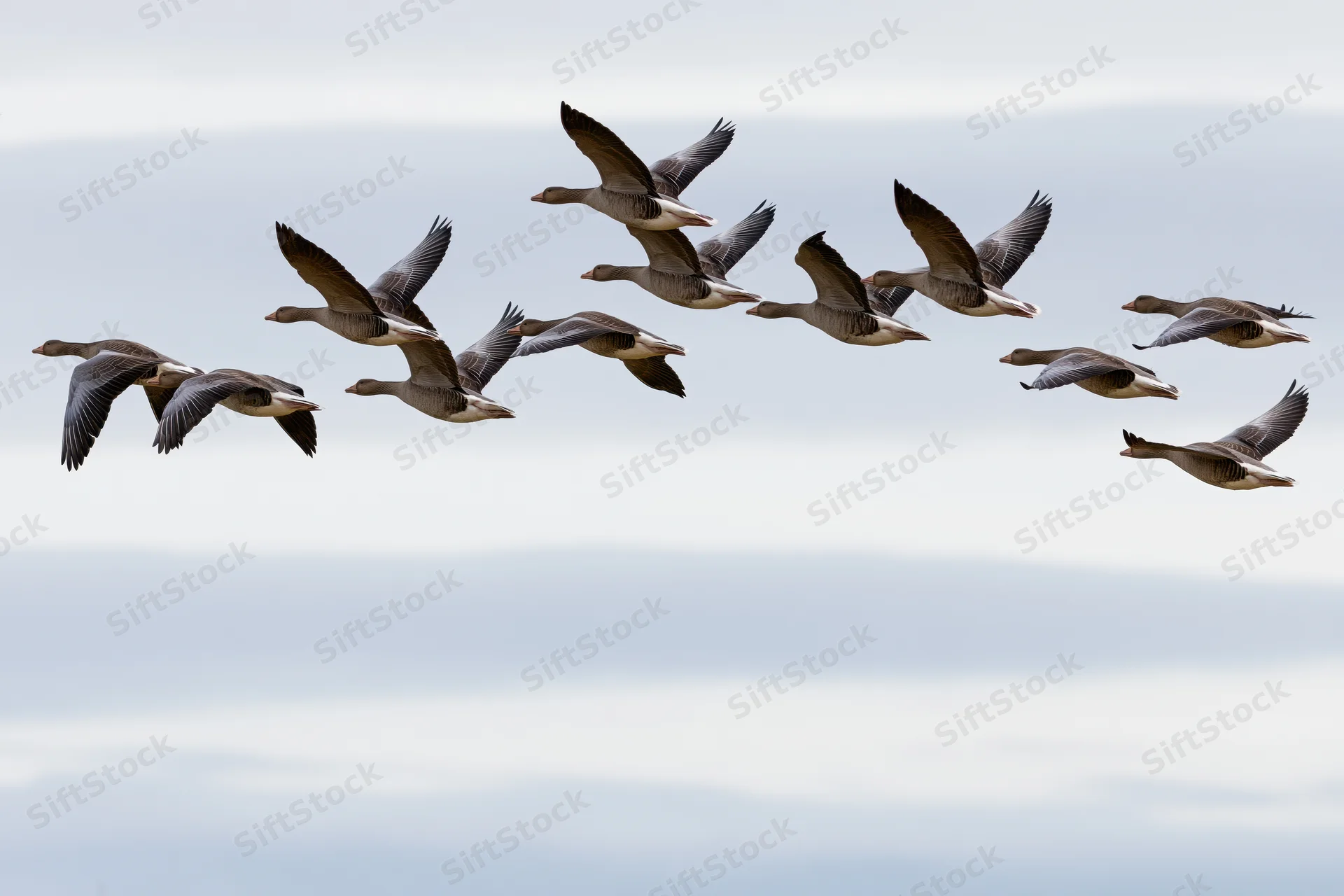 Flock of greylag geese flying in loose v-formation against overcast sky
