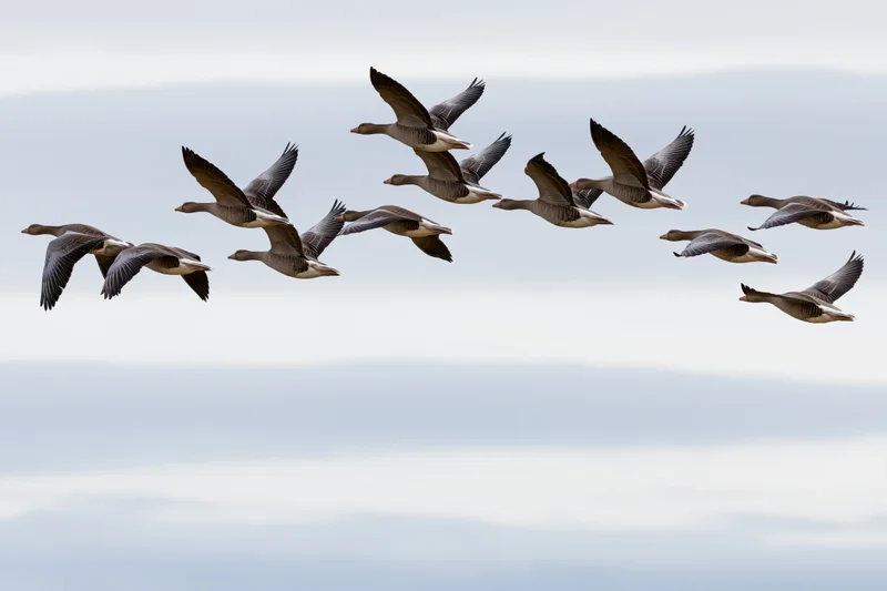 Flock of greylag geese flying in loose v-formation against overcast sky