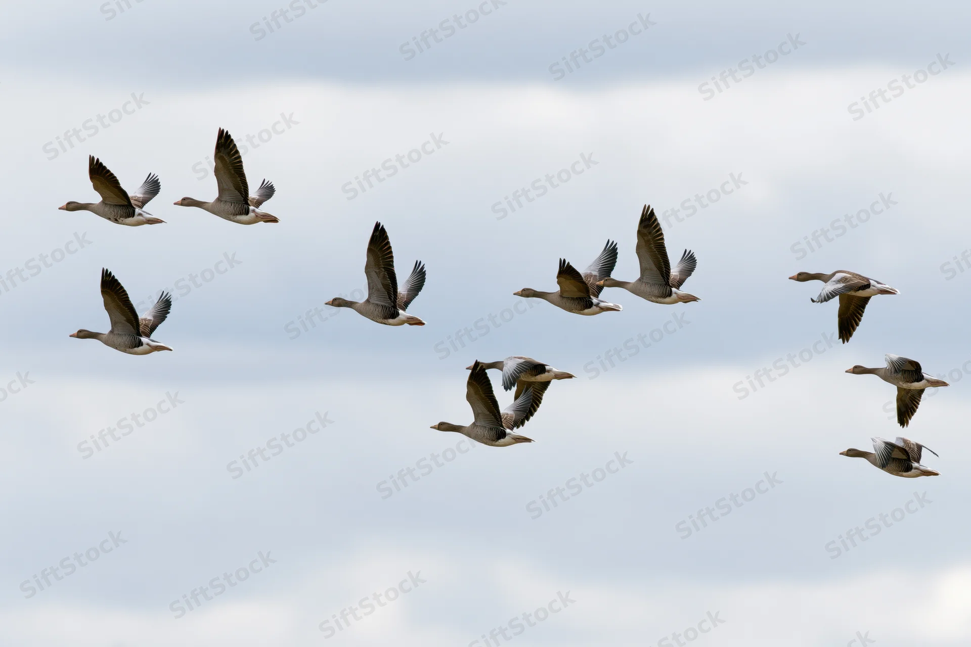 Flock of greylag geese flying in loose v-formation against cloudy sky