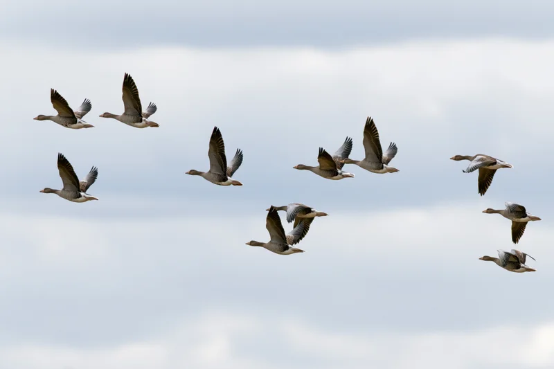 Flock of greylag geese flying in loose v-formation against cloudy sky