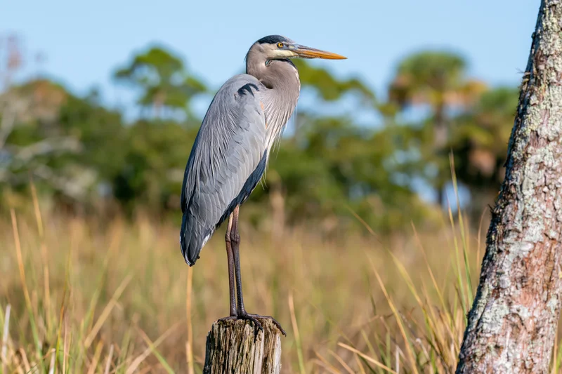 Great blue heron standing upright on a weathered wooden post in a marshy field