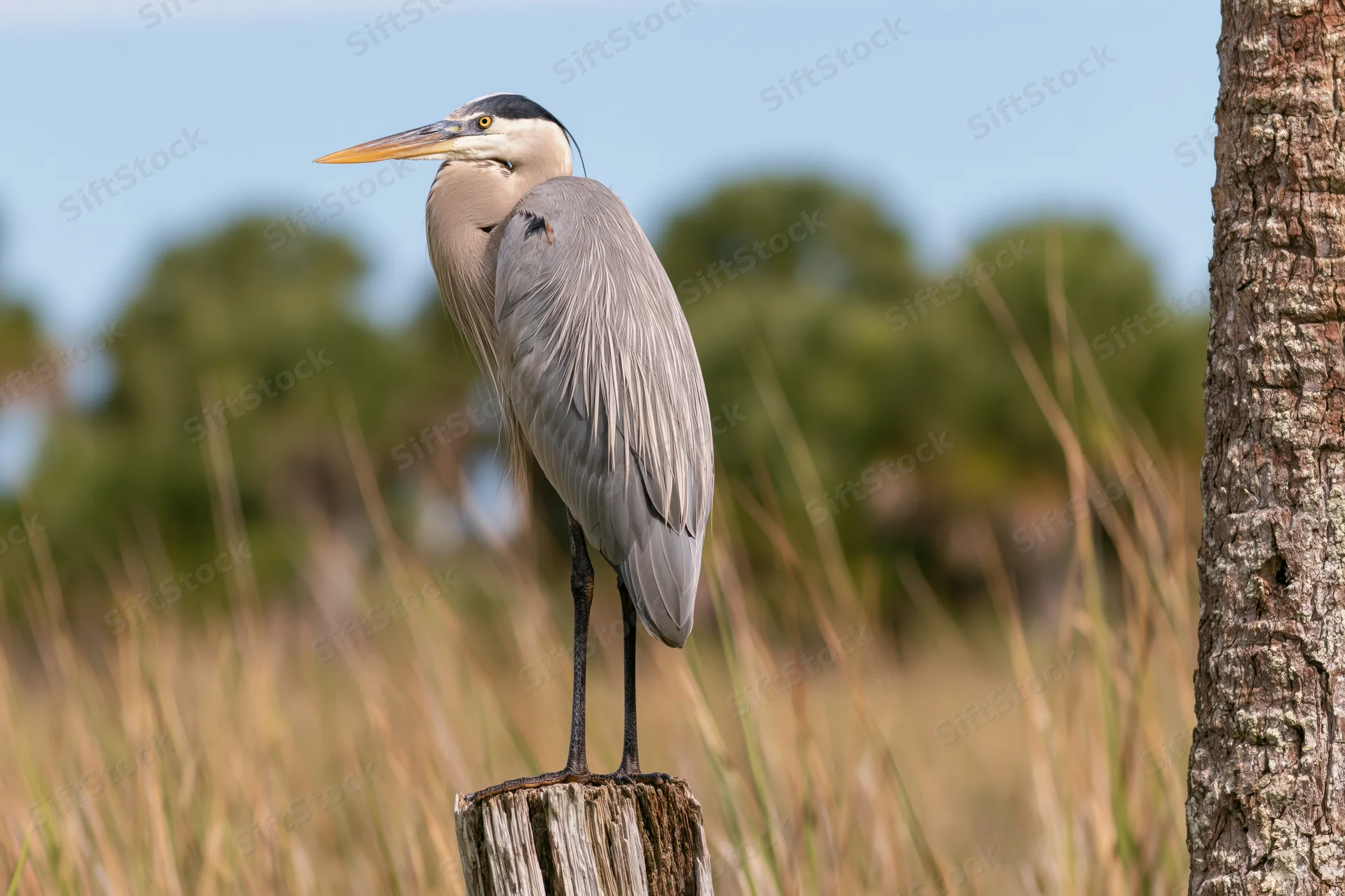 Great blue heron standing upright on a weathered wooden post in a marshy field