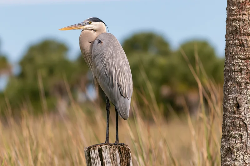 Great blue heron standing upright on a weathered wooden post in a marshy field