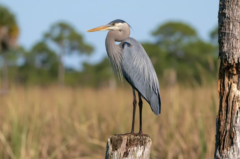 Great blue heron standing upright on a weathered wooden post in a marshy field