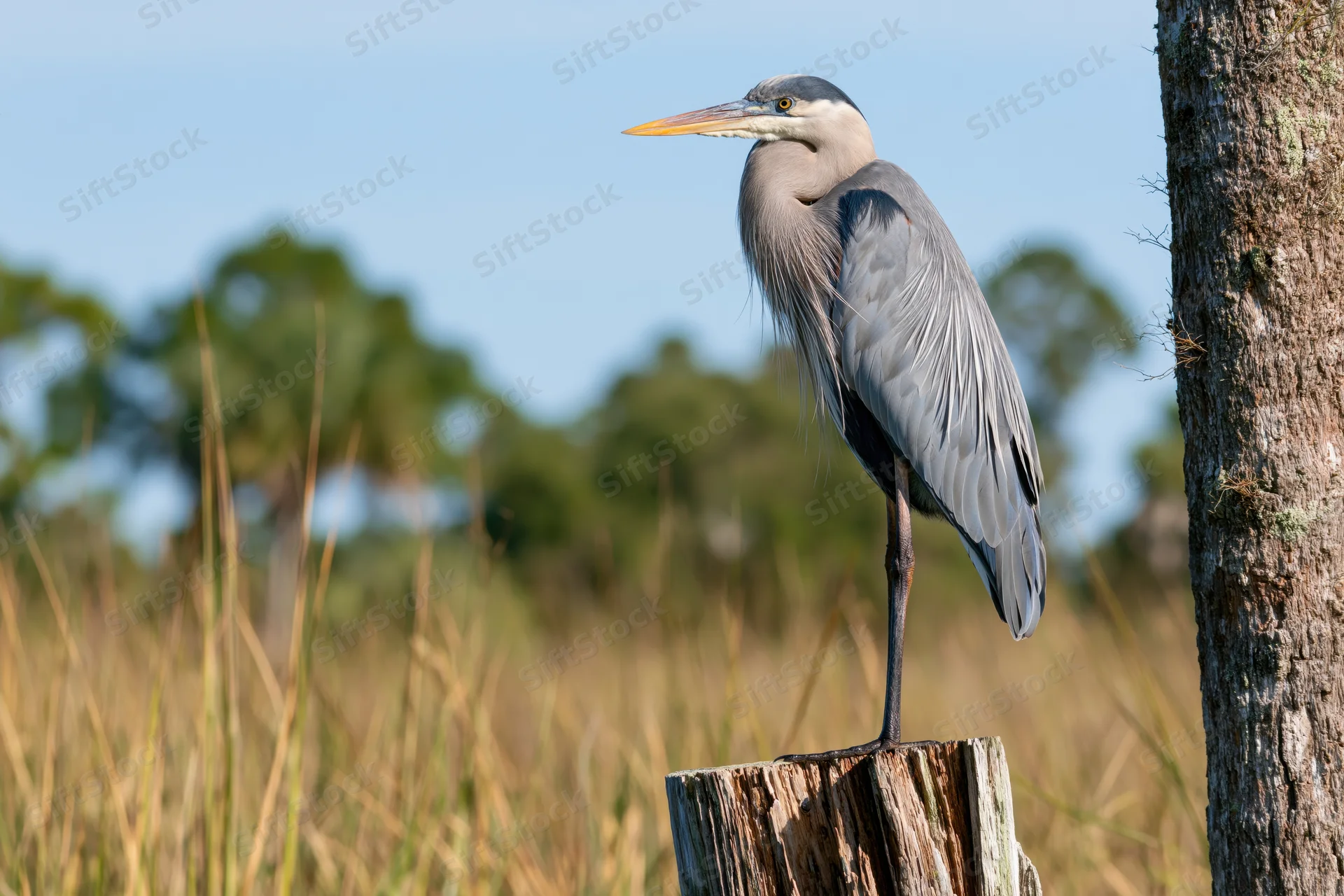 Great blue heron standing upright on a weathered wooden post in a marshy field