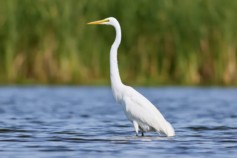 Great egret standing still in shallow water with neck extended among reeds