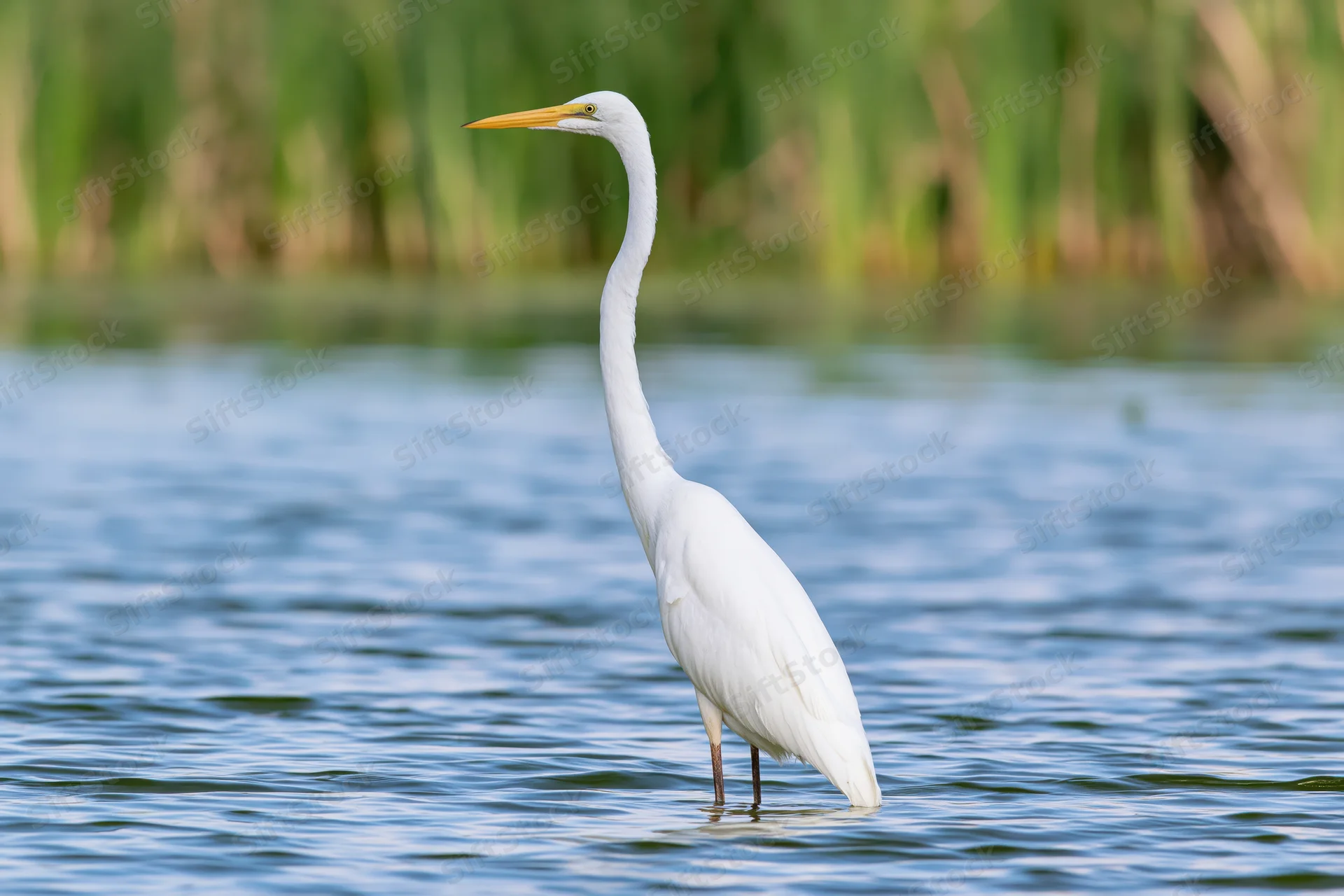 Great egret standing in shallow water with neck extended and yellow beak visible