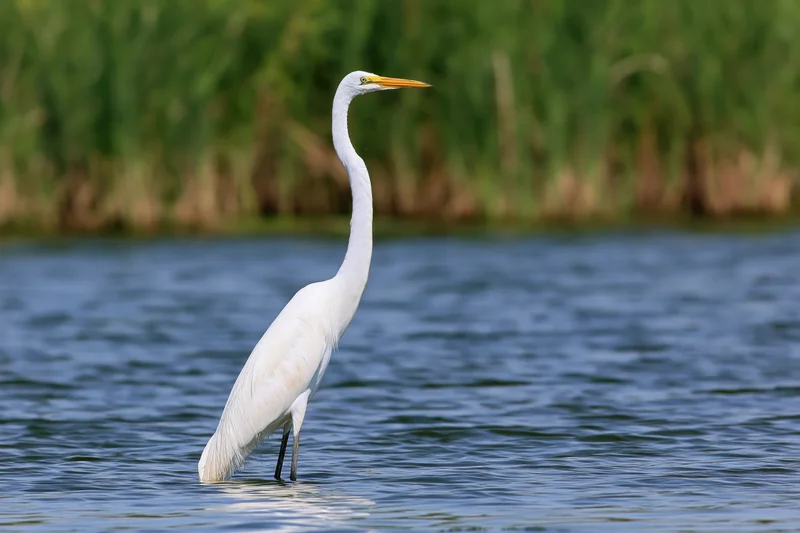 Great egret standing still in shallow water with neck extended near reeds