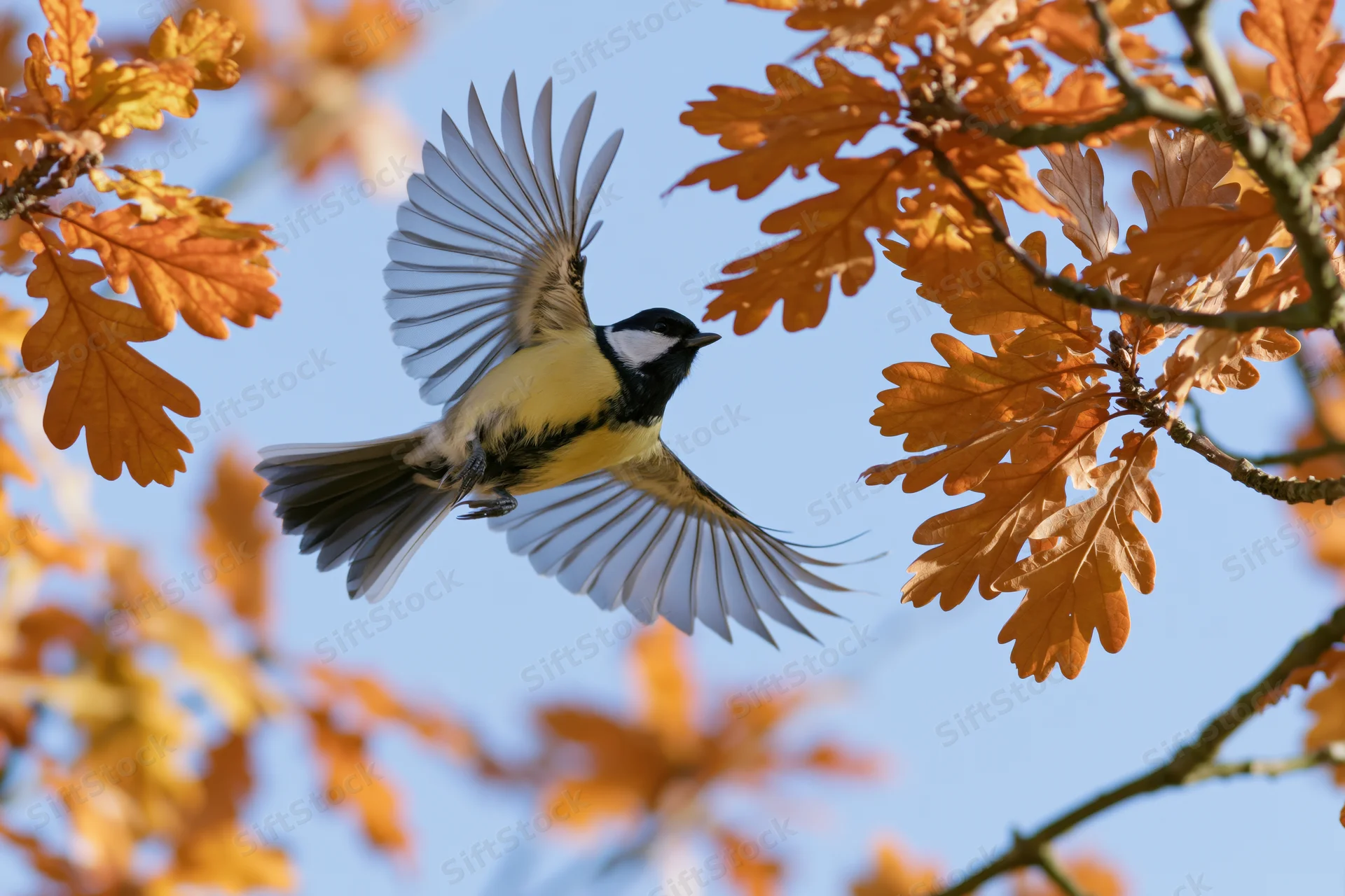 Great tit in mid-flight with wings spread between autumn oak leaves against blue sky