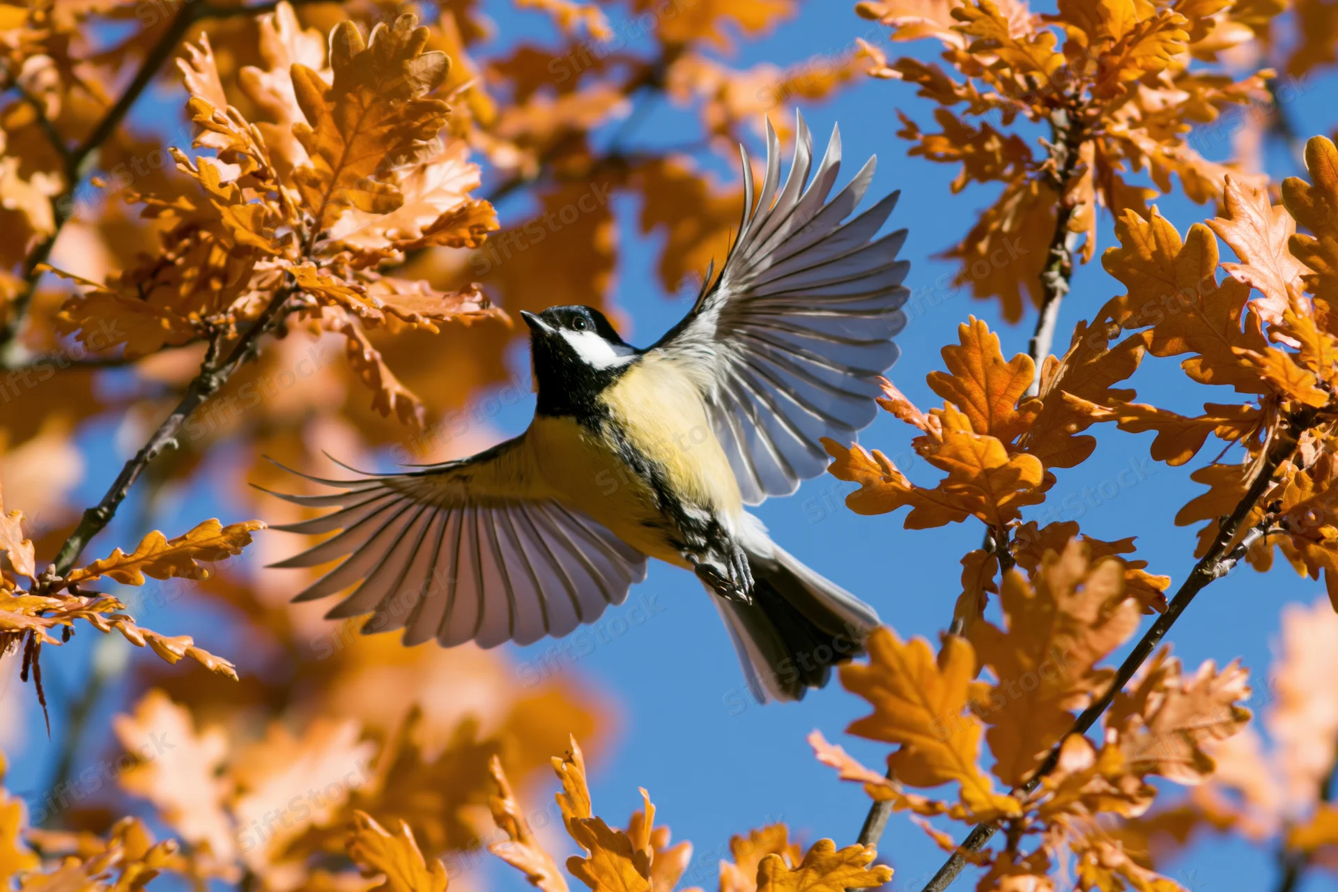 Great tit in mid-flight with wings spread among autumn oak leaves against blue sky