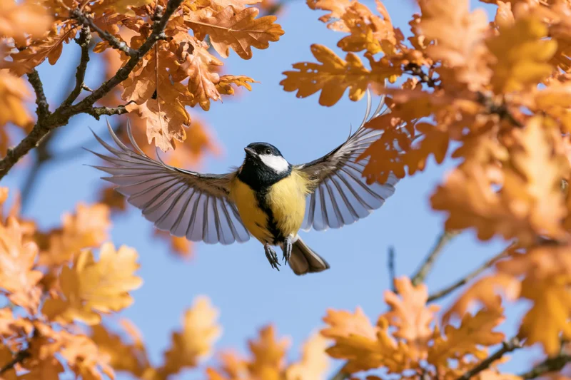 Great tit in mid-flight with wings spread between autumn oak leaves against blue sky
