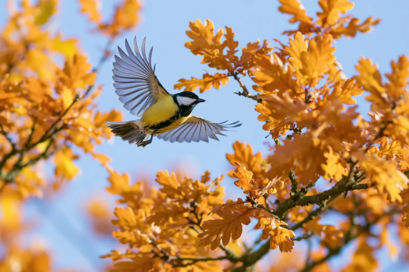 Great tit in mid-flight with wings spread among autumn oak leaves against blue sky
