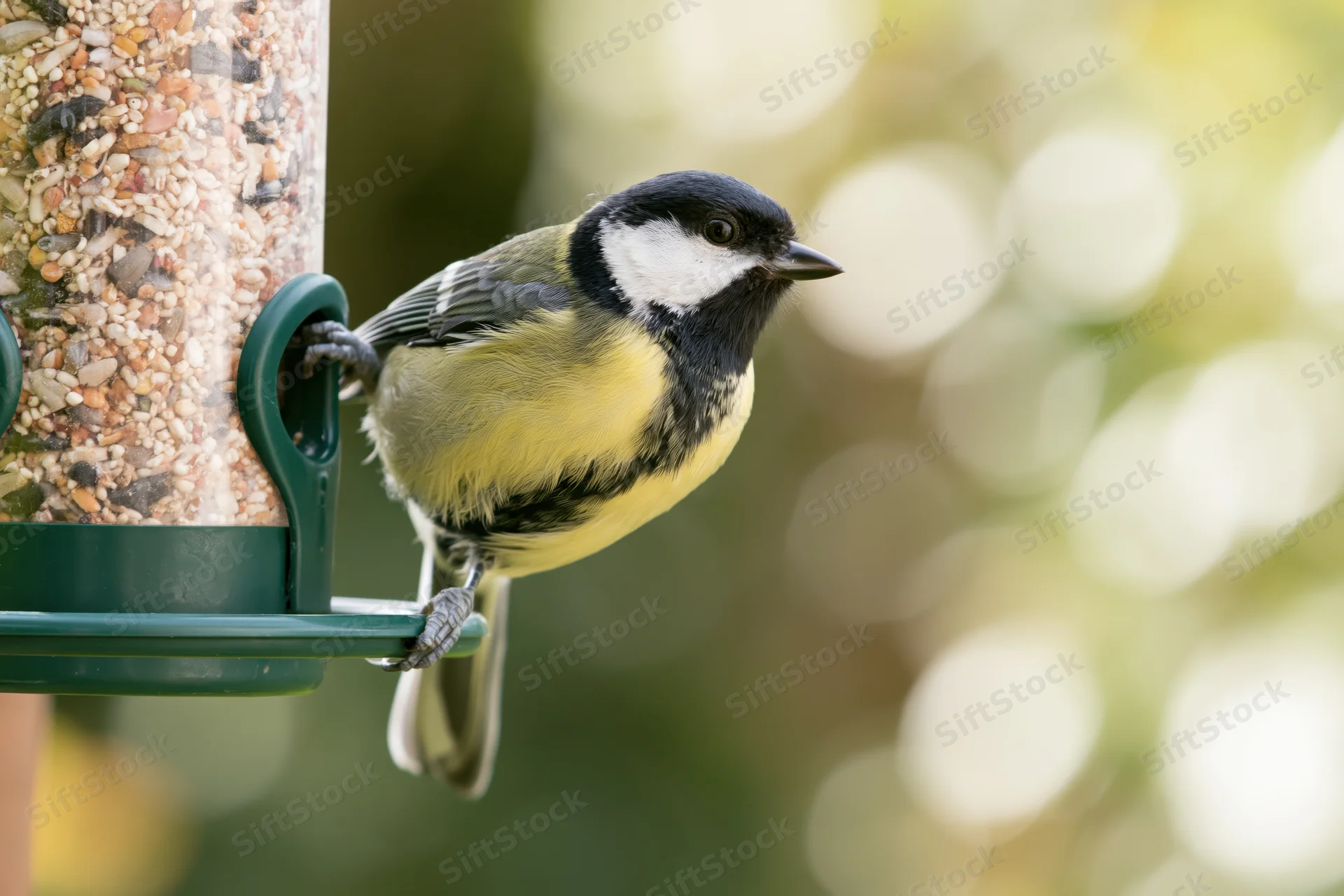 Great tit perched on a plastic tube bird feeder filled with seeds in a garden setting