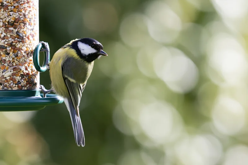 Great tit perched on a plastic tube bird feeder filled with seed in a garden setting