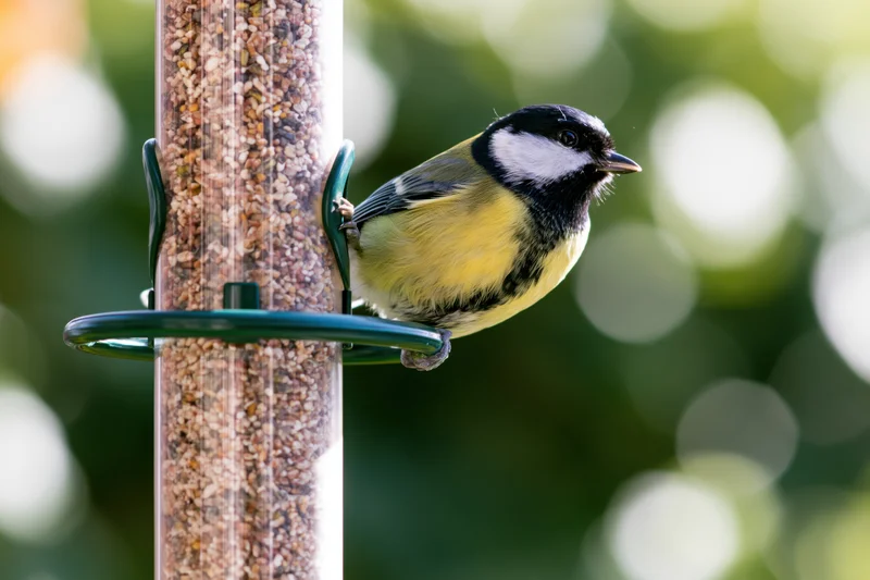 Great tit perched on a plastic tube bird feeder filled with seeds in a garden setting