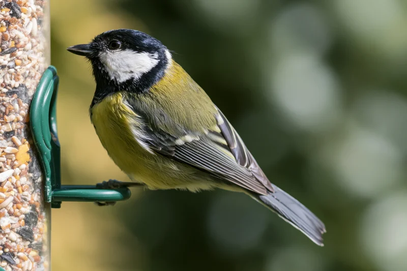 Great tit perched on a plastic tube bird feeder filled with seed in a garden setting
