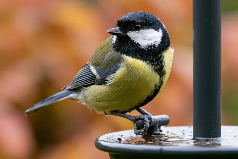 Great tit perched on wet metal bird feeder gripping with claws in garden setting
