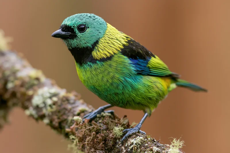 Green-headed tanager perched on mossy tree branch facing left