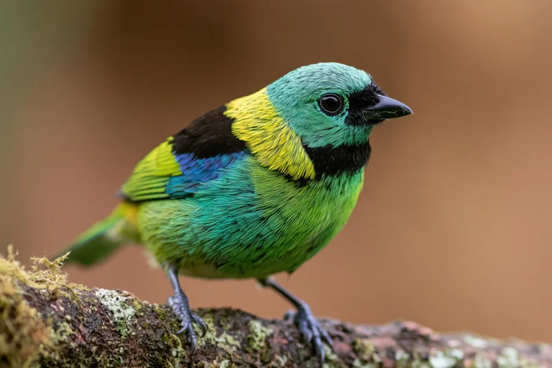 Green-headed tanager perched on mossy tree branch in profile view