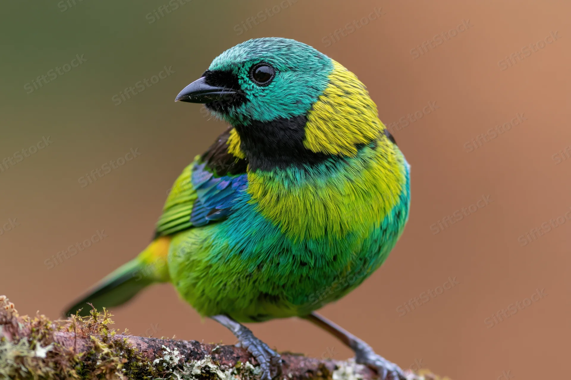Green-headed tanager perched on mossy branch facing left in natural habitat