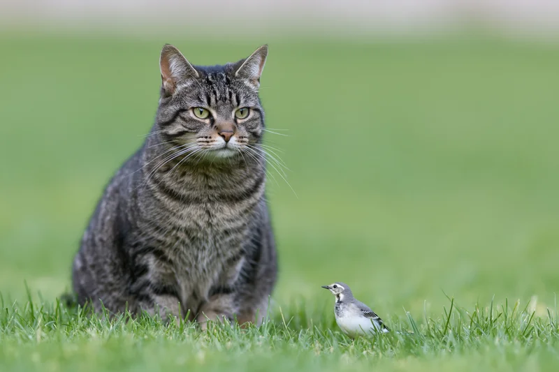 Grey tabby cat sitting alert in short grass beside a small bird