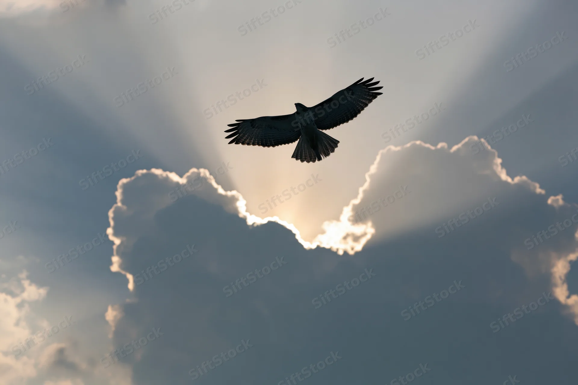 Hawk soaring with wings spread against a dramatic sky with sunbeams through clouds