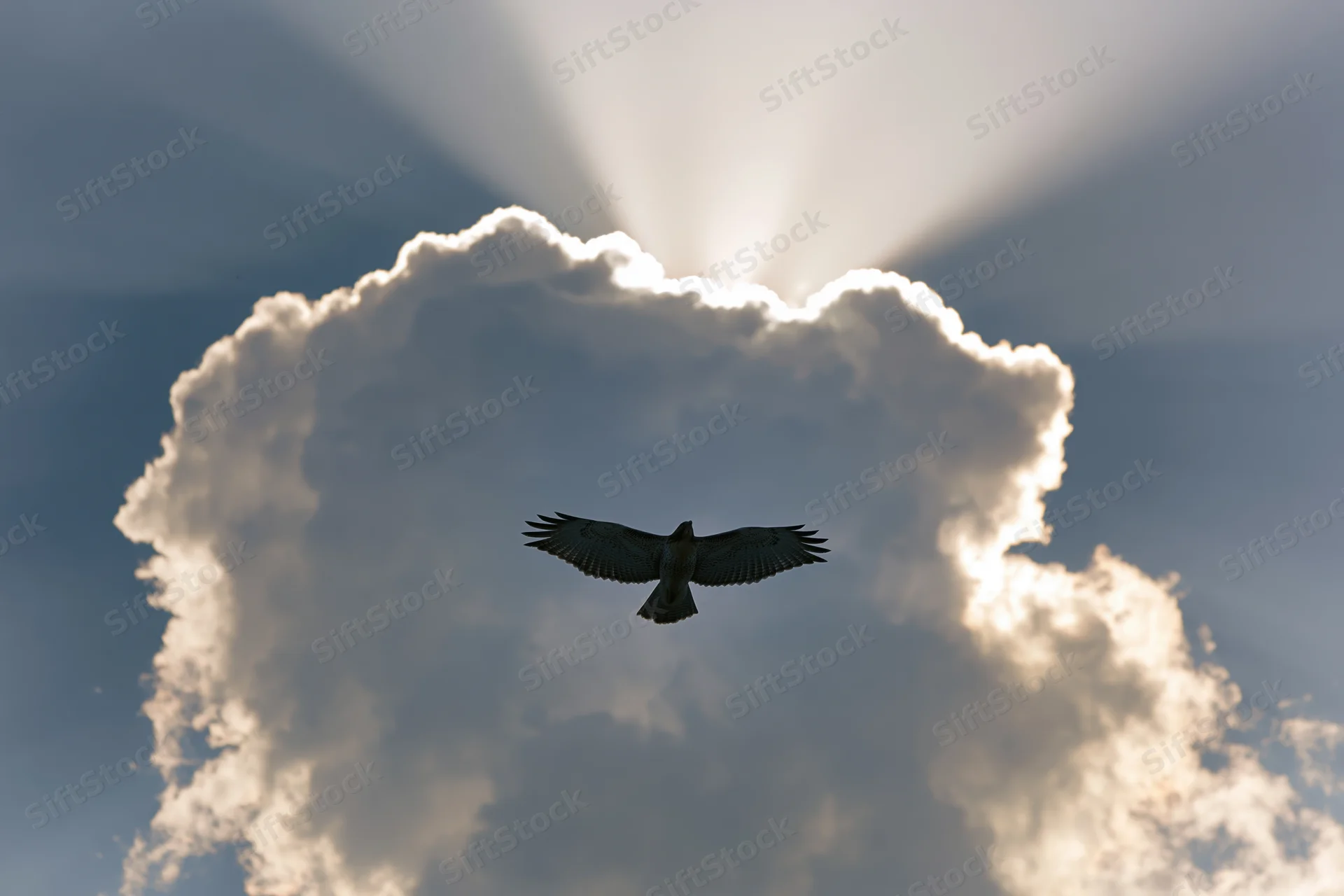 Hawk soaring in flight against dramatic sky with sun rays through clouds