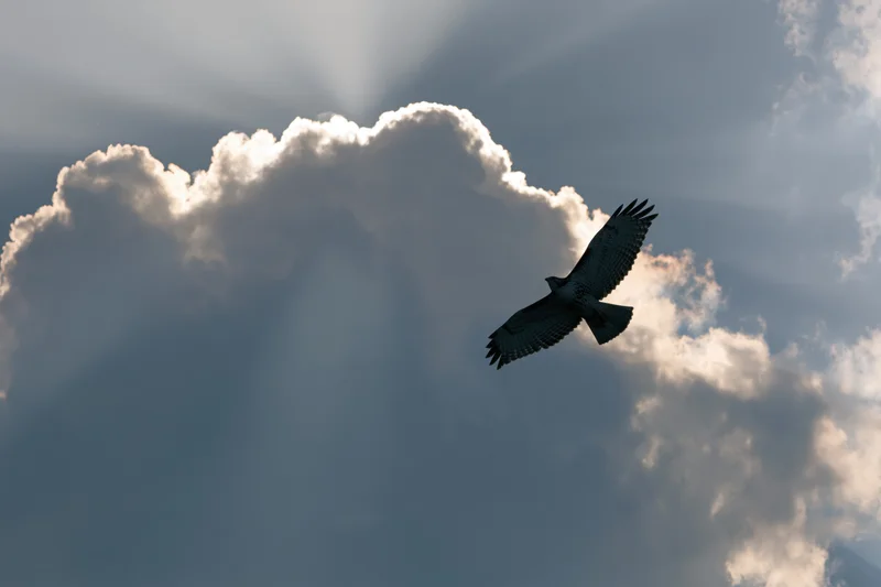 Hawk soaring with wings spread against dramatic sky with sun rays through clouds