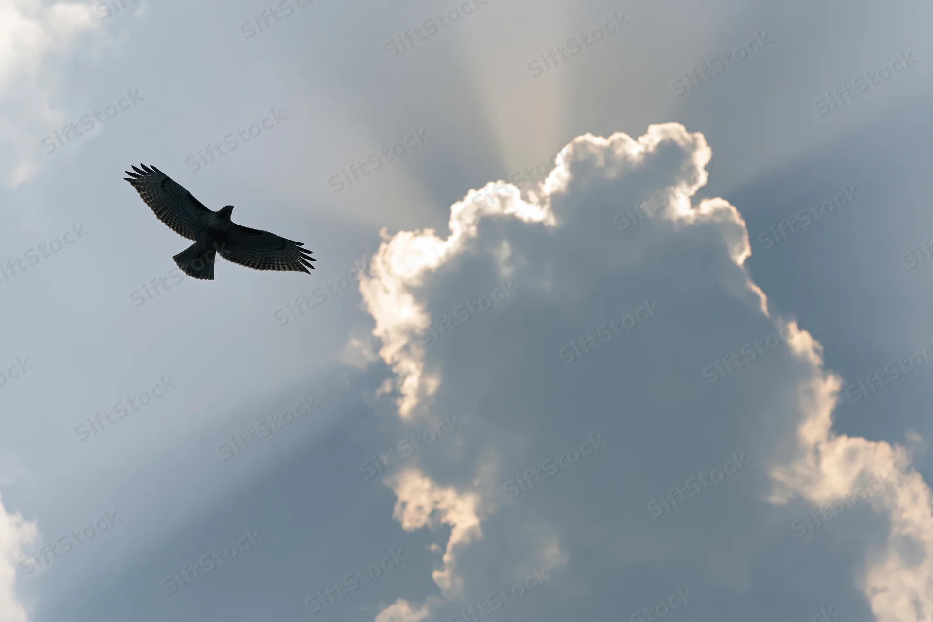 Hawk soaring with wings spread against a dramatic sky with sun rays and clouds