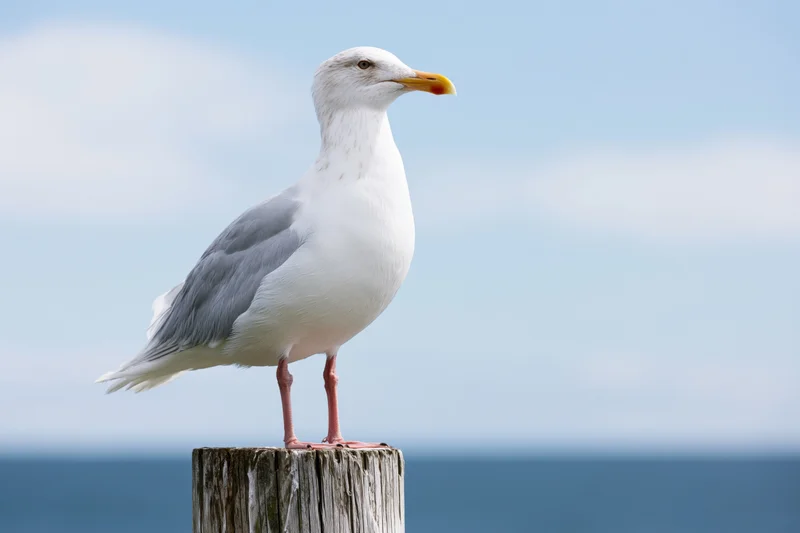 Herring seagull standing upright on a weathered wooden post by the sea