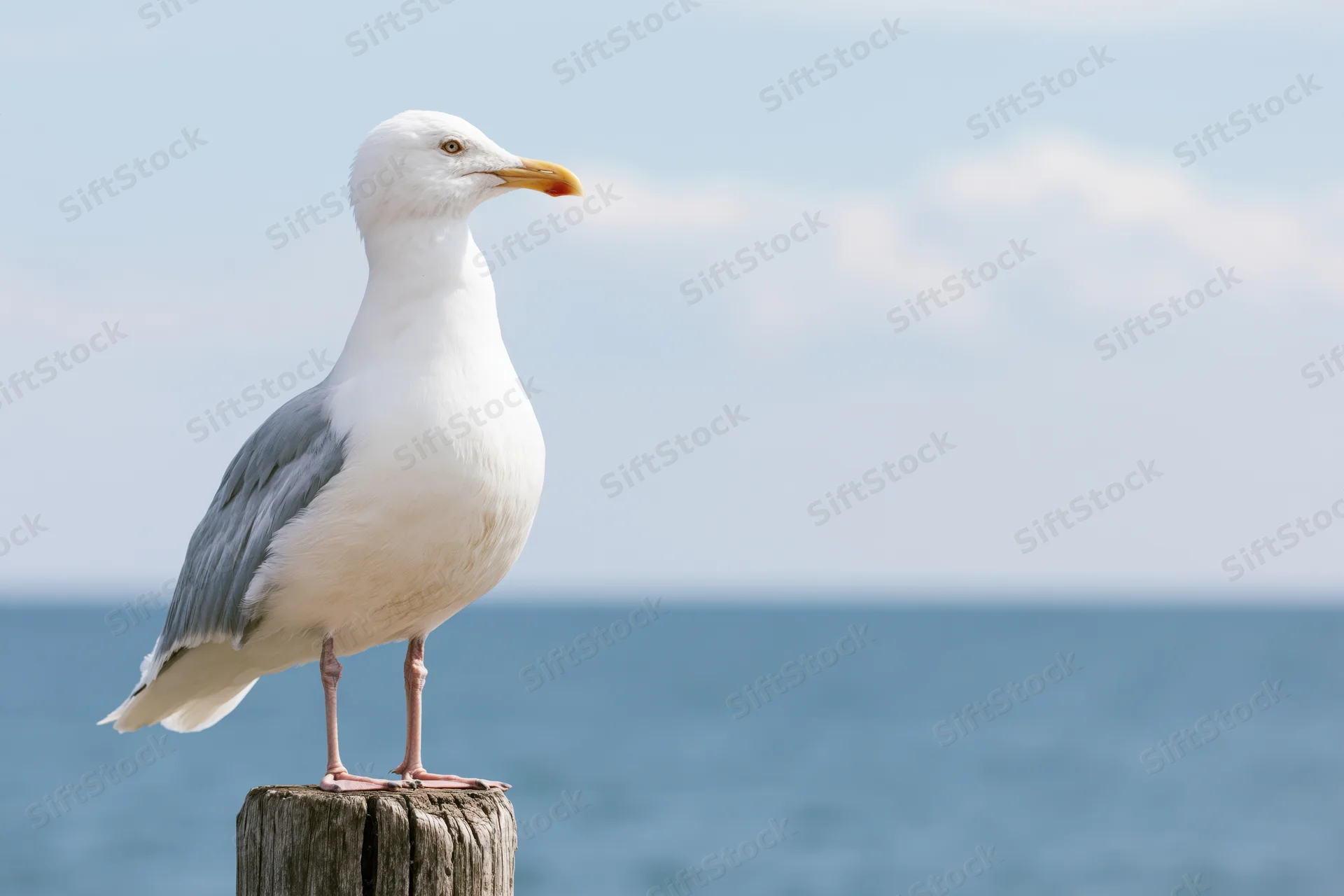 Herring seagull standing upright on a weathered wooden post by the ocean