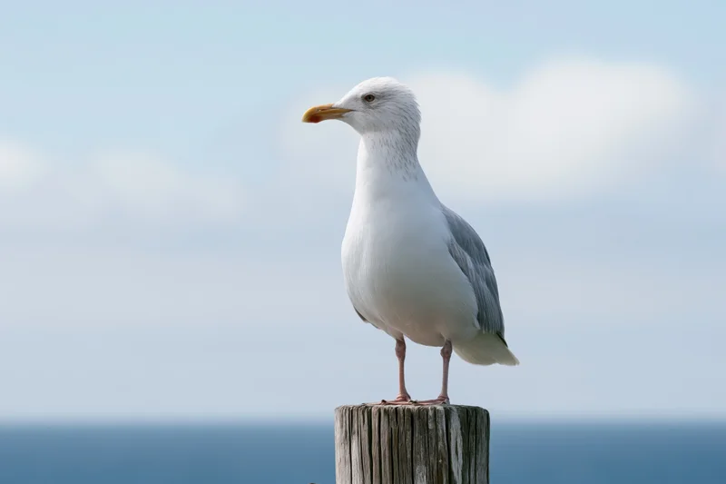 Herring seagull standing upright on a weathered wooden post against a calm ocean and sky backdrop