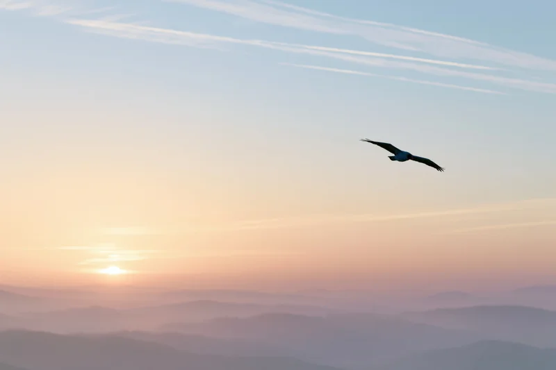 Bird in flight silhouetted against a sunset sky over mountainous terrain