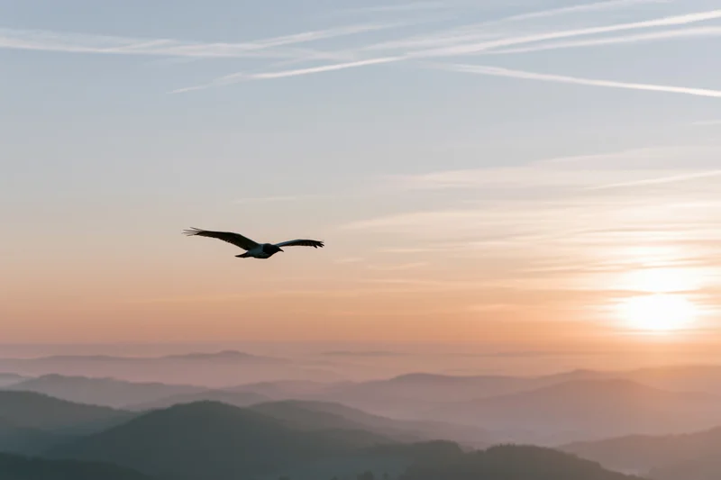 Bird in flight silhouetted against a sunset sky over layered mountains