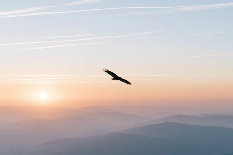 Silhouetted bird soaring in mid-flight above layered mountains at sunset
